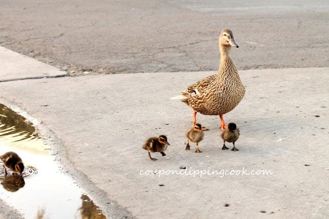 Ducklings and Duck Walking on street
